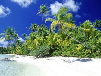 Beautiful Wallpaper Of Beach Palm With Pretty Palms Click To