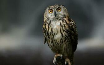 Owl Wallpaper Best