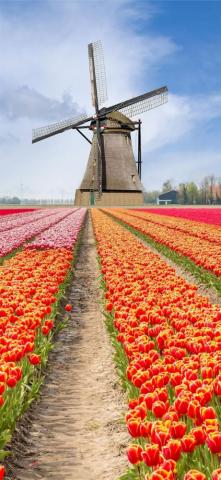 Tulip Fields Of Netherlands Tulipfieldsofnetherlands