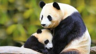 Baby Panda With Mother Wallpaper Android Wallpaperlepi
