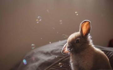 Best Bunny Mac Wallpaper HD Allmacwallpaper
