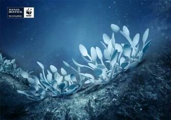 World Wildlife Fund Environment Photomanipulations Wallpaper