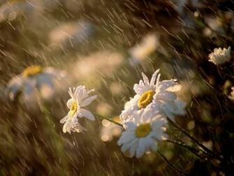 Beautiful Rain Wallpaper For Desktop Background Image Picture