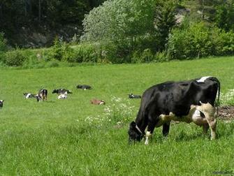 HD Desktop Wallpaper Cow Background