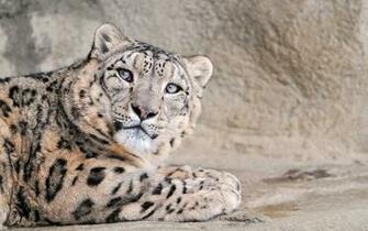 Snow Leopard Desktop Wallpaper