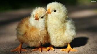 Chicken Wallpaper Photo Desktop