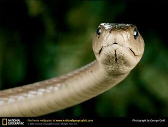 Black Mamba