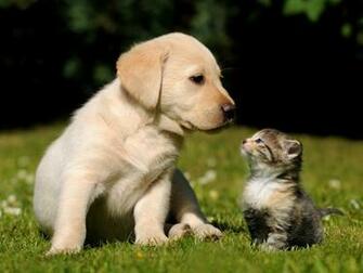 To Cute Puppy Wallpaper For Desktop Mobile Background Next Image