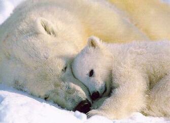 Baby Animal Wallpaper