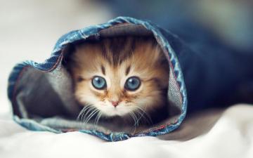 Cute Animal For Desktop Android iPhone HD