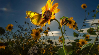 Sunflower Glow Butterfly Wallpaper