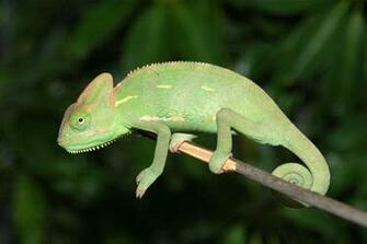 Veiled Chameleon HD Walls Find Wallpaper