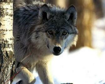 Pics Photos Indian Wolves Parable Wallpaper The