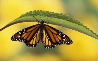 Wallpaper Animals