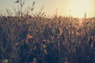 Summer Wallpaper Pictures Image