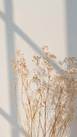 Baby Breath Flower Image Photos Png Stickers Wallpaper