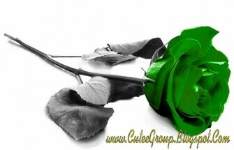 Cute Roses Wallpaper The World Of Fun Cutee Group