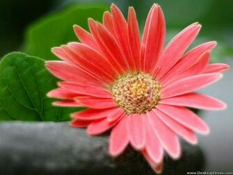 Desktop Wallpaper Flowers Background Daisy Desktopdress