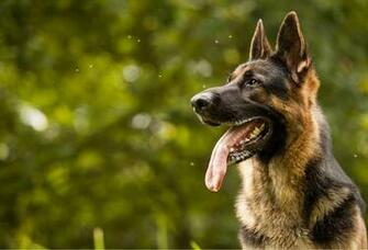 Stacey On German Shepherds Shepherd Dogs