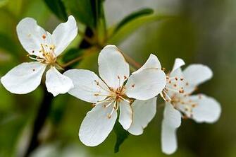 Apple Blossom Wallpaper Bonzy