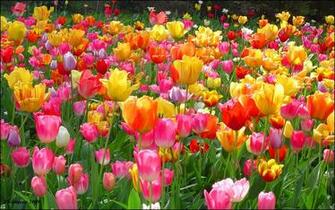 Tulips Jpg