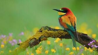 Flowers For Flower Lovers And Birds Desktop Wallpaper