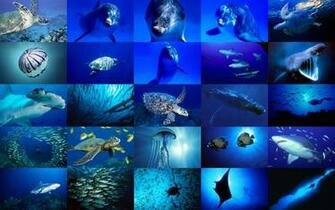 Sea Life Image HD Wallpaper And Background