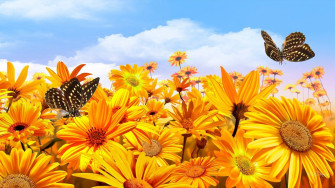 Sunflowers And Butterflies Wallpaper On