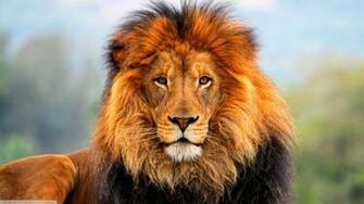 Imagenes De Leones Imagen Leon Observando Cansado