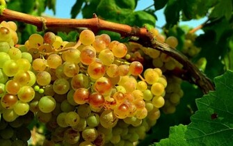 Grapes Wallpaper