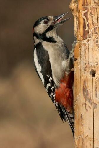 Woodpecker Wallpaper