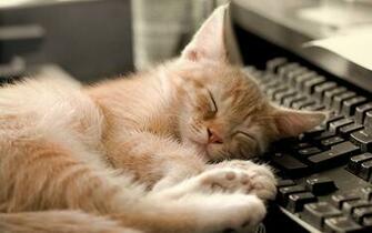 Cat Sleeping Funny Photo HD Wallpaper