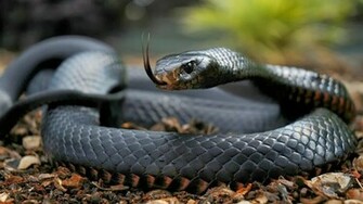 Black Mamba Animal Wonder
