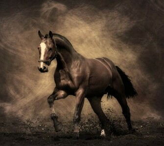 Fine Horse Wallpaper Screensaver Pre Id