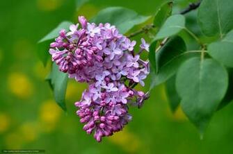 Wallpaper Lilac Flowers Macro Desktop In The