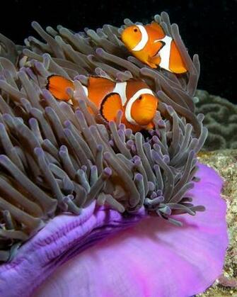 Has Thicker Black Lines The Purple Anemone Is Aka Ritteri