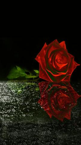 Background Wallpaper Pink HD Cute Girly Pictures Red Roses