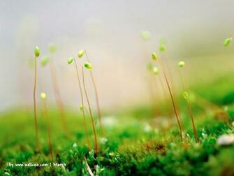 Early Spring Scene Wallpaper No Desktop