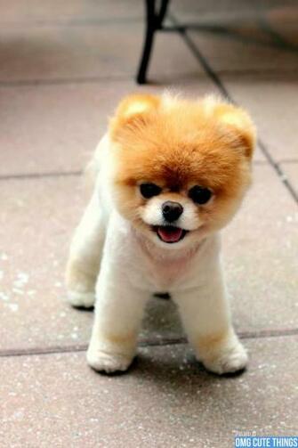 Boo Pomeranian Cute Wallpaper Desktop Background For HD