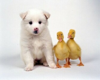 Home Animals Cute Baby Animal Wallpaper