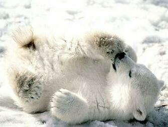 Polar Bear Wallpaper