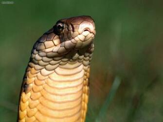 Animals King Cobra Desktop Wallpaper Nr