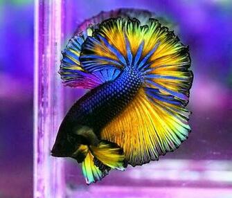 Betta Fish Photos Wallpaper The Fun Bank