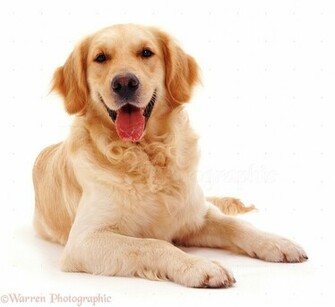 Golden Retriever Dog Barney Lying Down With Head Up