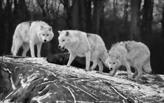 Wolves Black And White Wallpaper HD Animals