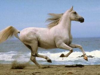 Running Horse Wallpaper White Horses For Desktop