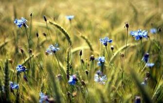 Screensaver Wallpaper Nature Android To Your