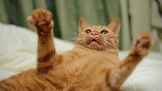 Name Angry Cute Cat Wallpaper