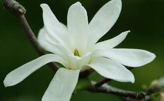 Fine Gardening Wallpaper Magnolia Kobus