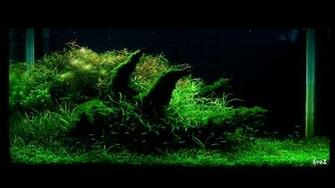 Aquascape Wallpaper Top Background